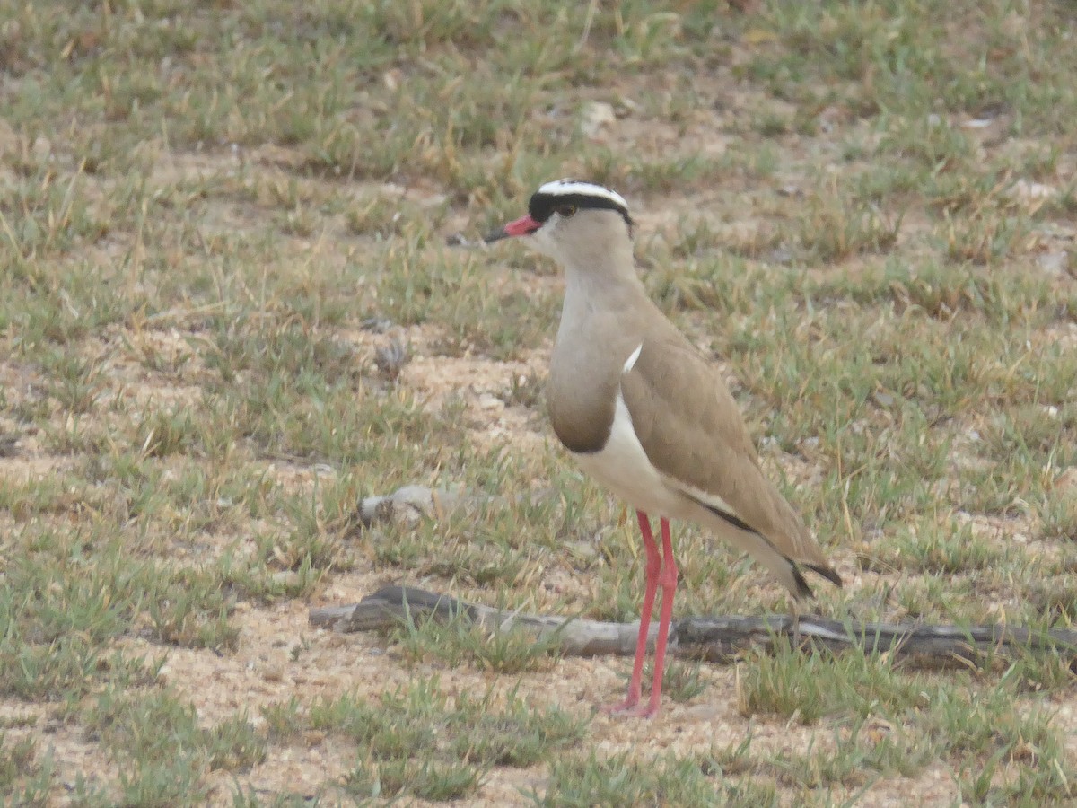 Crowned Lapwing - ML611389288