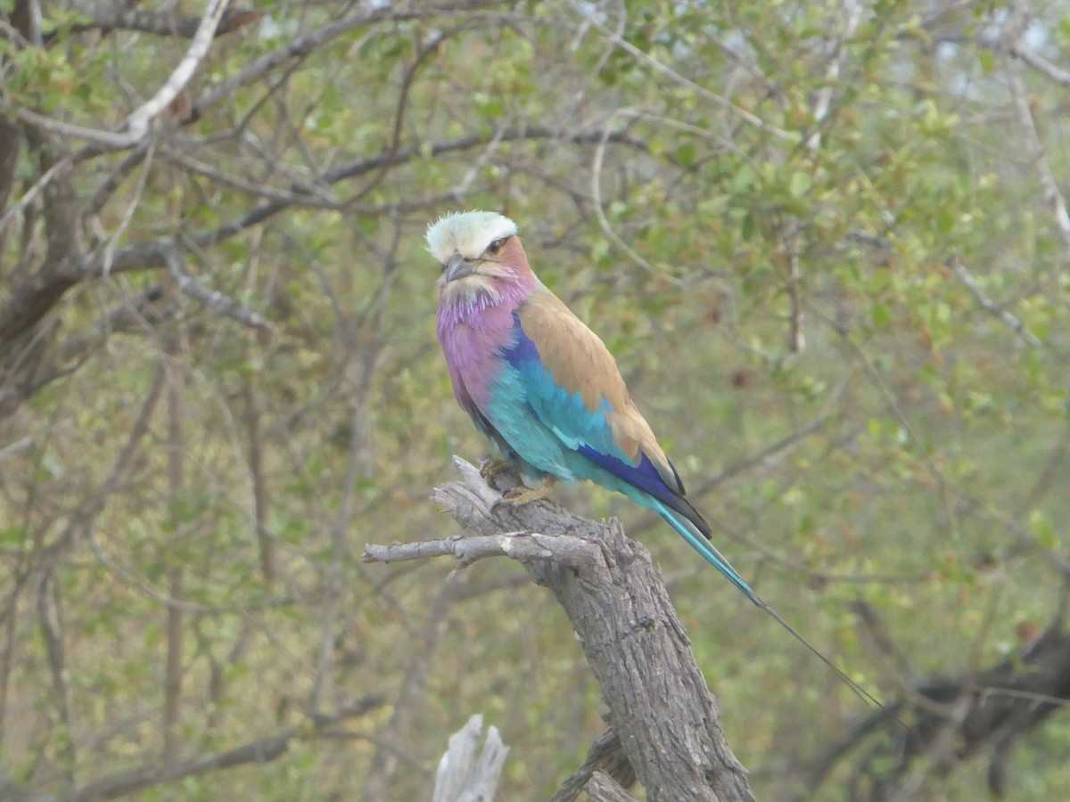 Lilac-breasted Roller - ML611389306