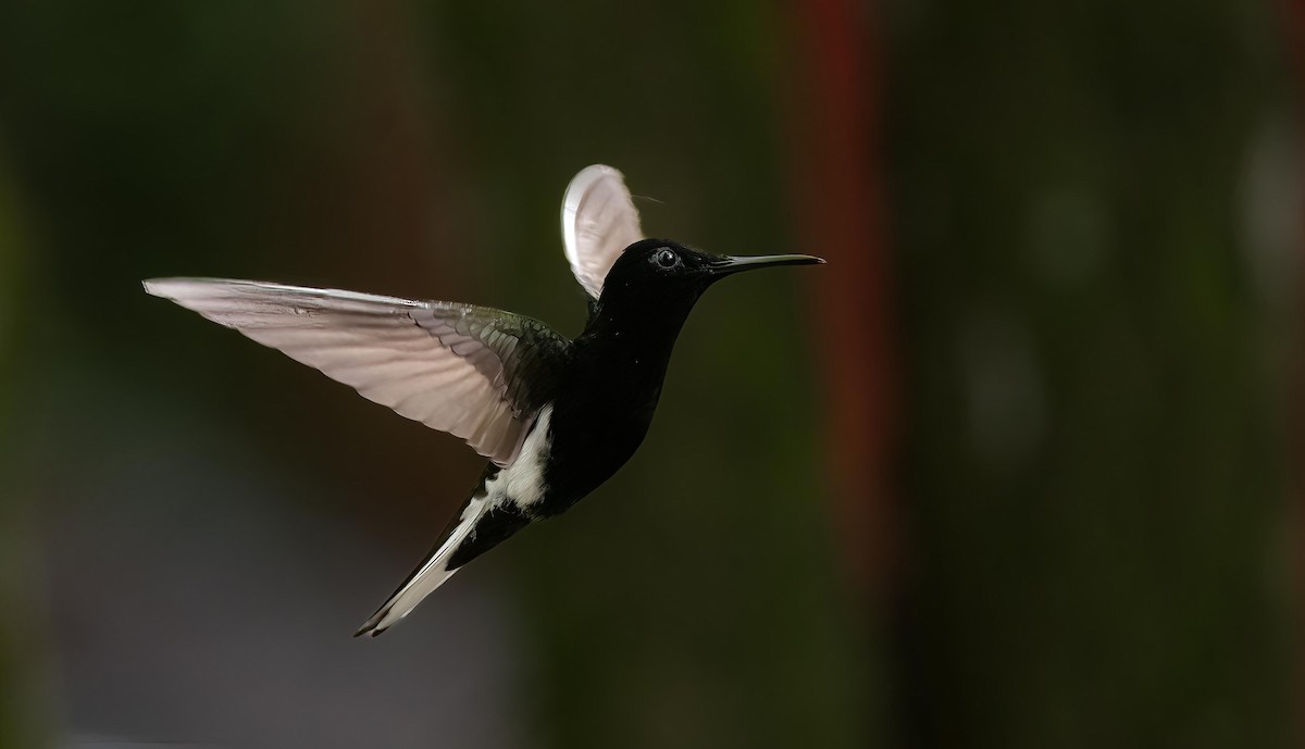 kolibřík černobílý - ML611389325