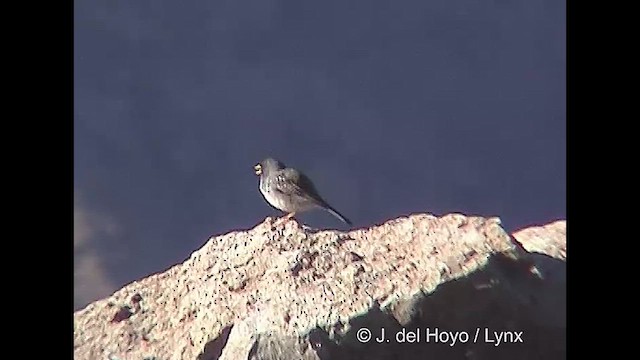 Band-tailed Sierra Finch - ML611389336