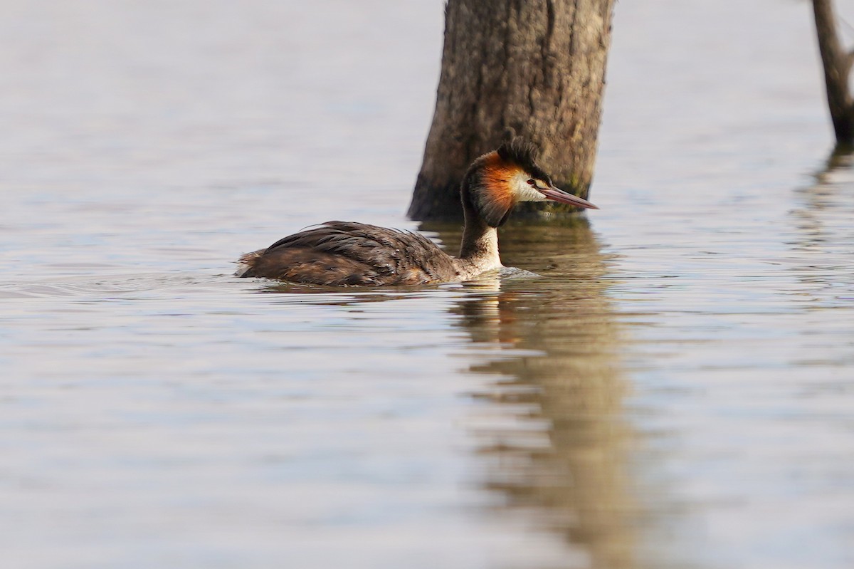 Great Crested Grebe - ML611389714