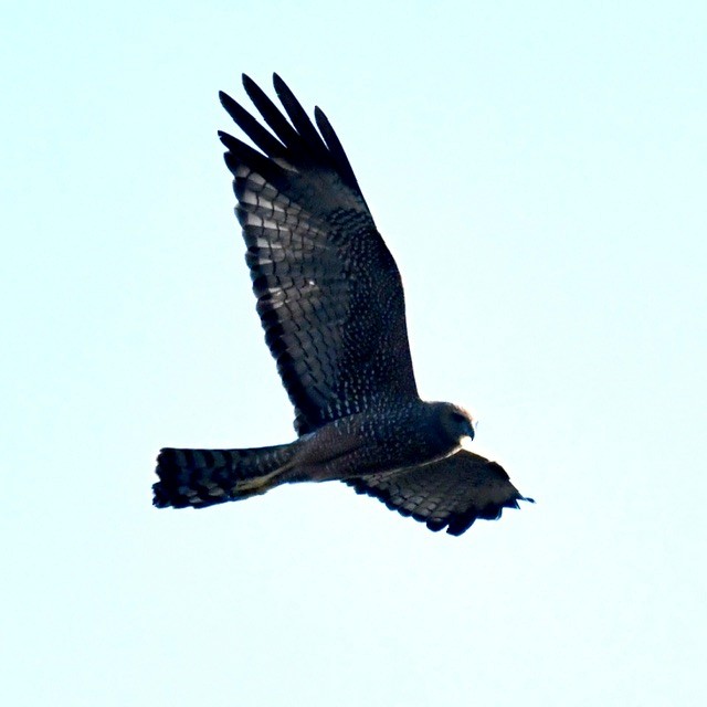 Spotted Harrier - ML611390217