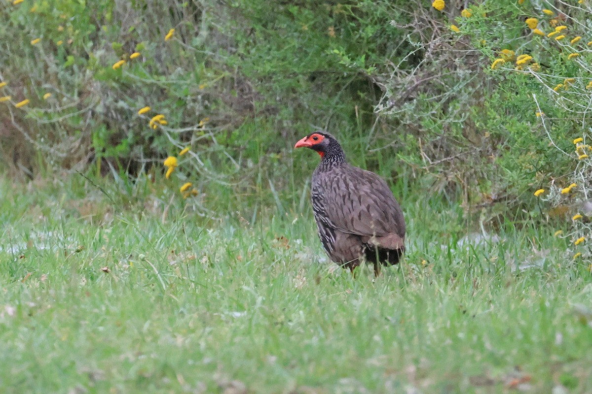 Red-necked Spurfowl (Southern) - ML611390557