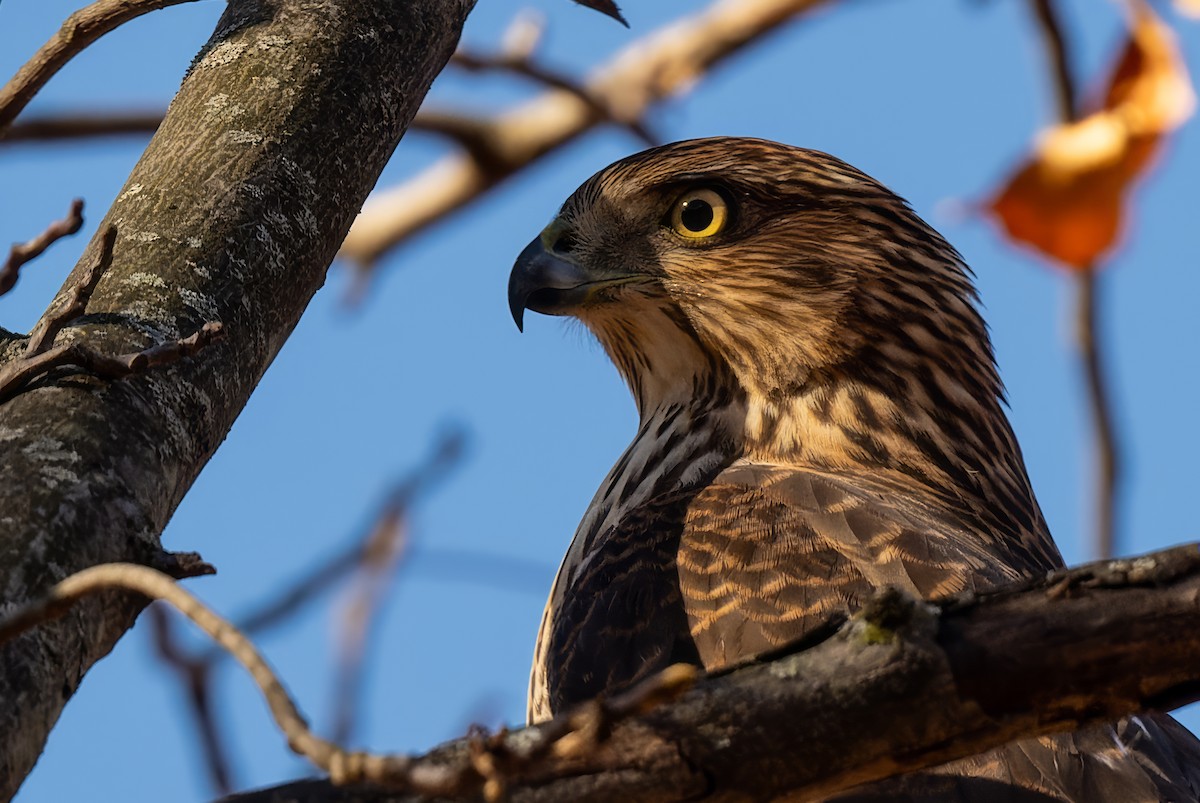 ebird-checklist-20-nov-2023-croton-point-park-15-species