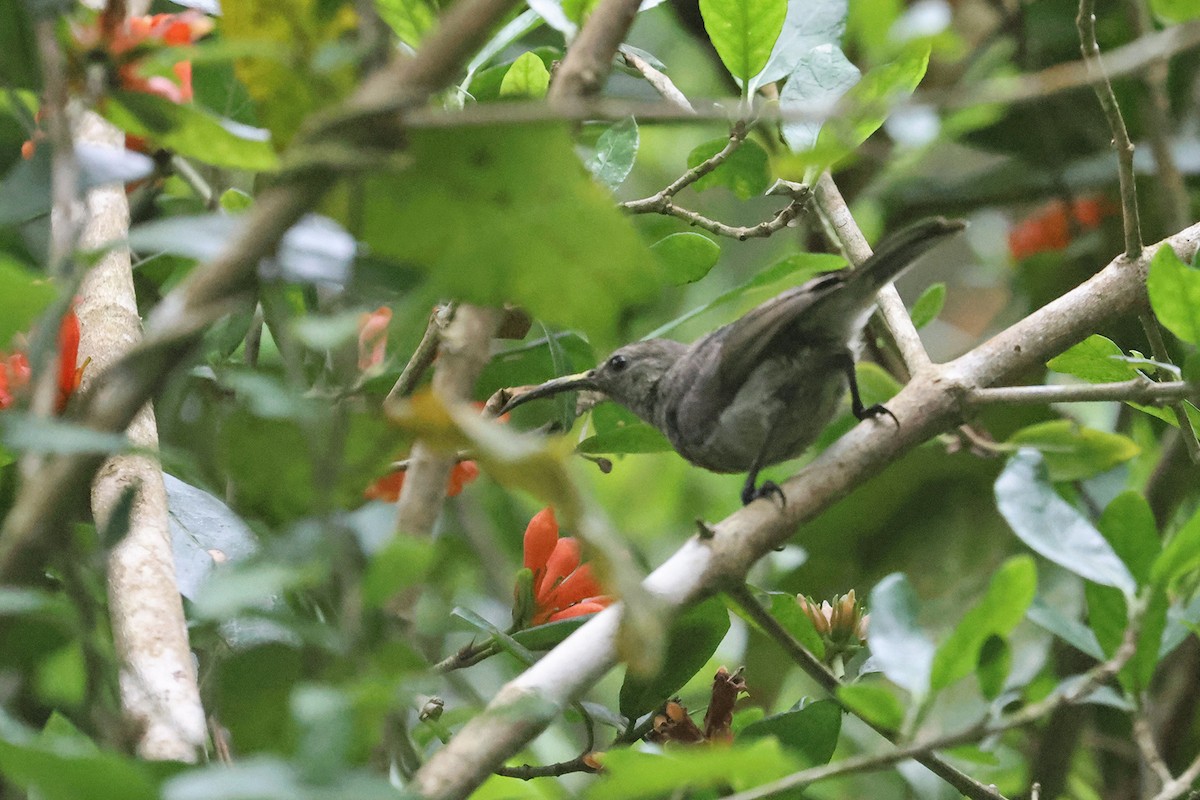 Mouse-colored Sunbird - Charley Hesse TROPICAL BIRDING