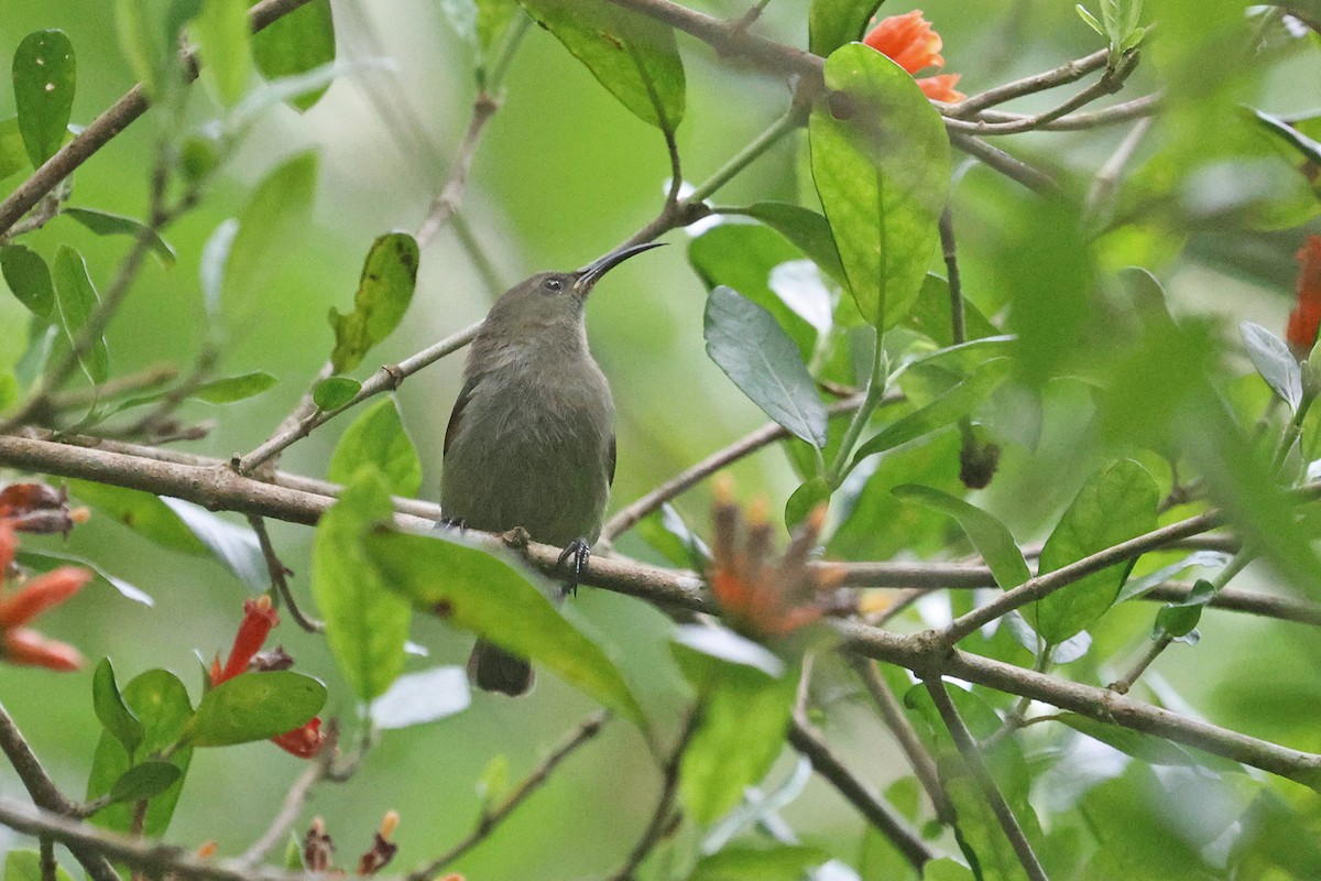 Mouse-colored Sunbird - Charley Hesse TROPICAL BIRDING