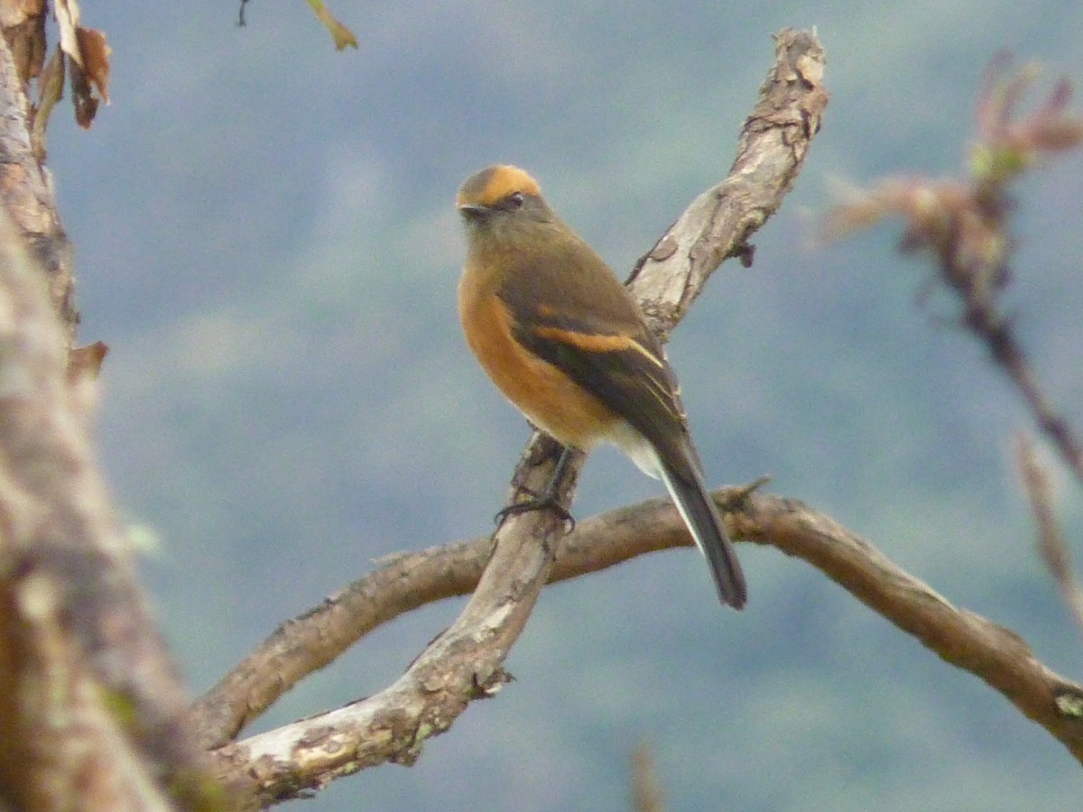 Rufous-browed Chat-Tyrant - ML611391206