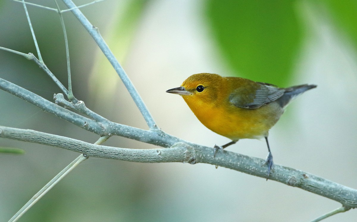 Prothonotary Warbler - ML61139171