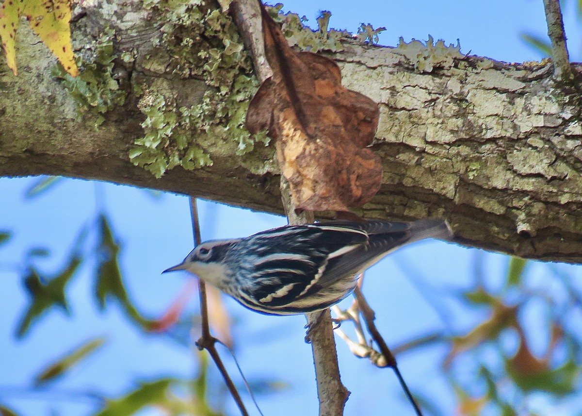 Black-and-white Warbler - Cherrie Sneed