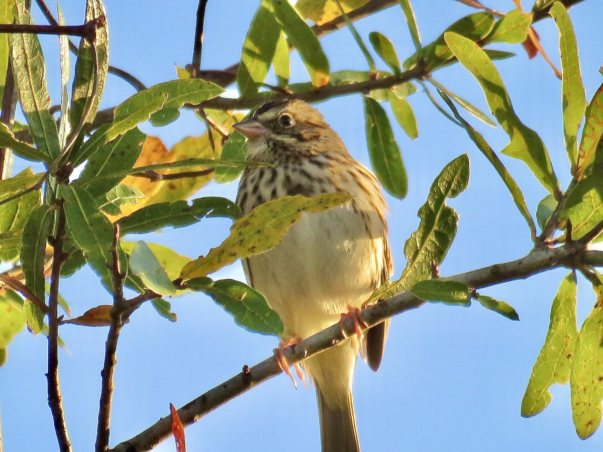 Savannah Sparrow - ML611391935
