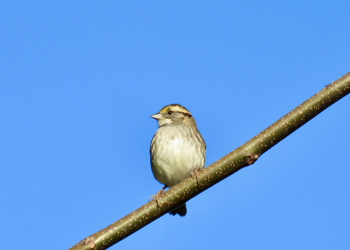 White-throated Sparrow - ML611391958