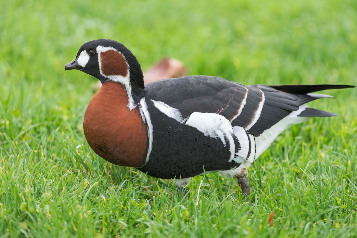 Red-breasted Goose - ML611392001