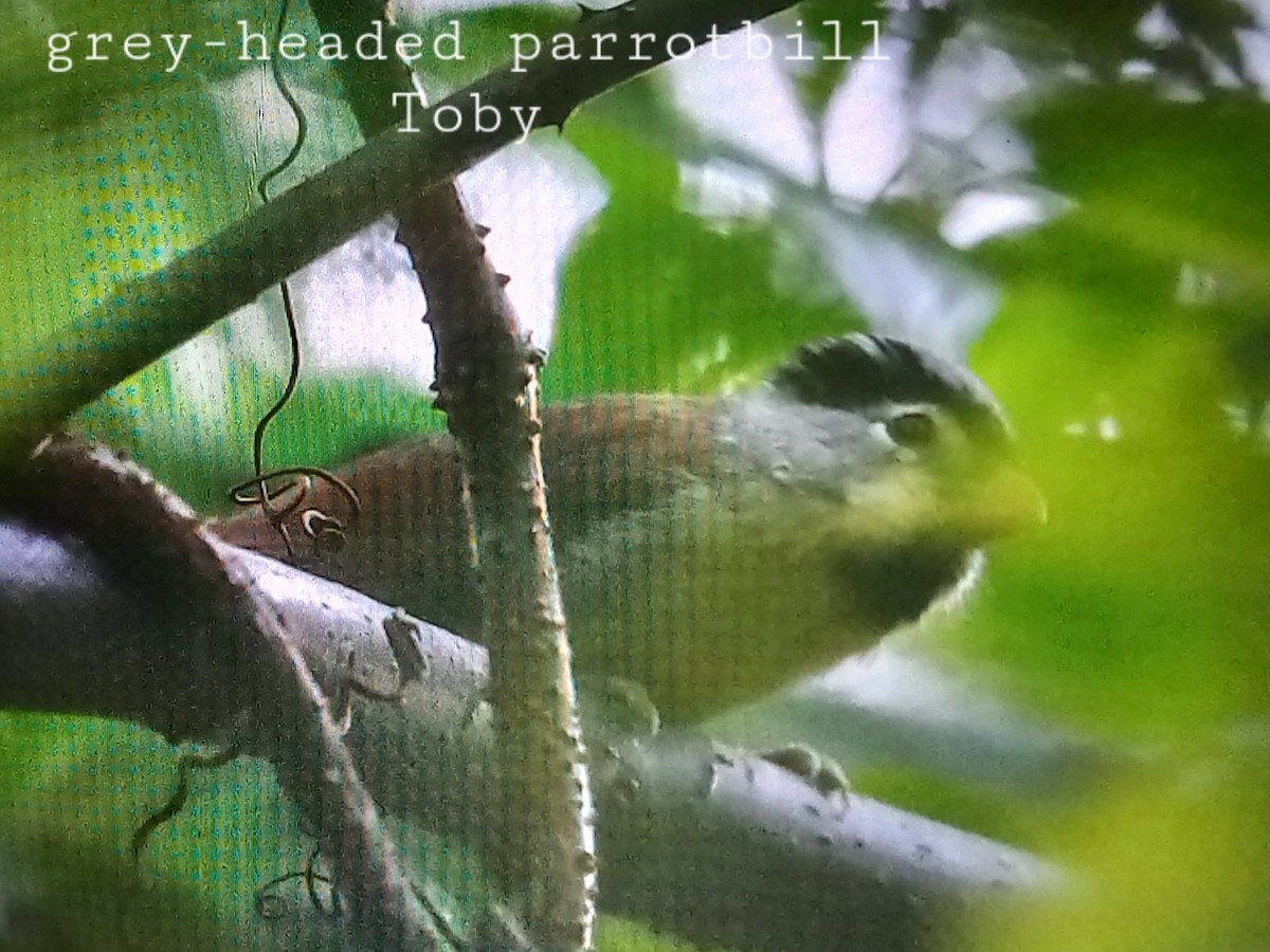 Gray-headed Parrotbill - ML611392466