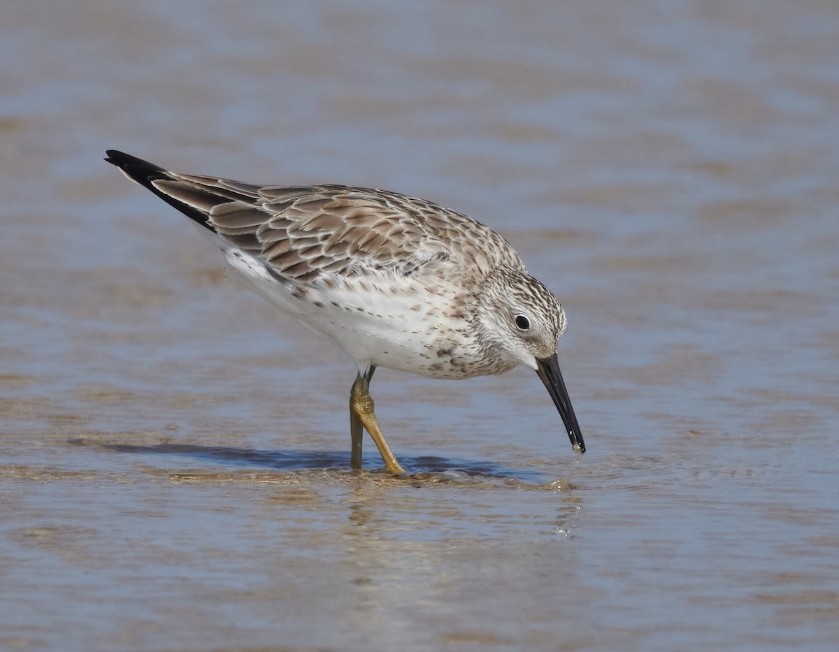 Great Knot - ML611392736