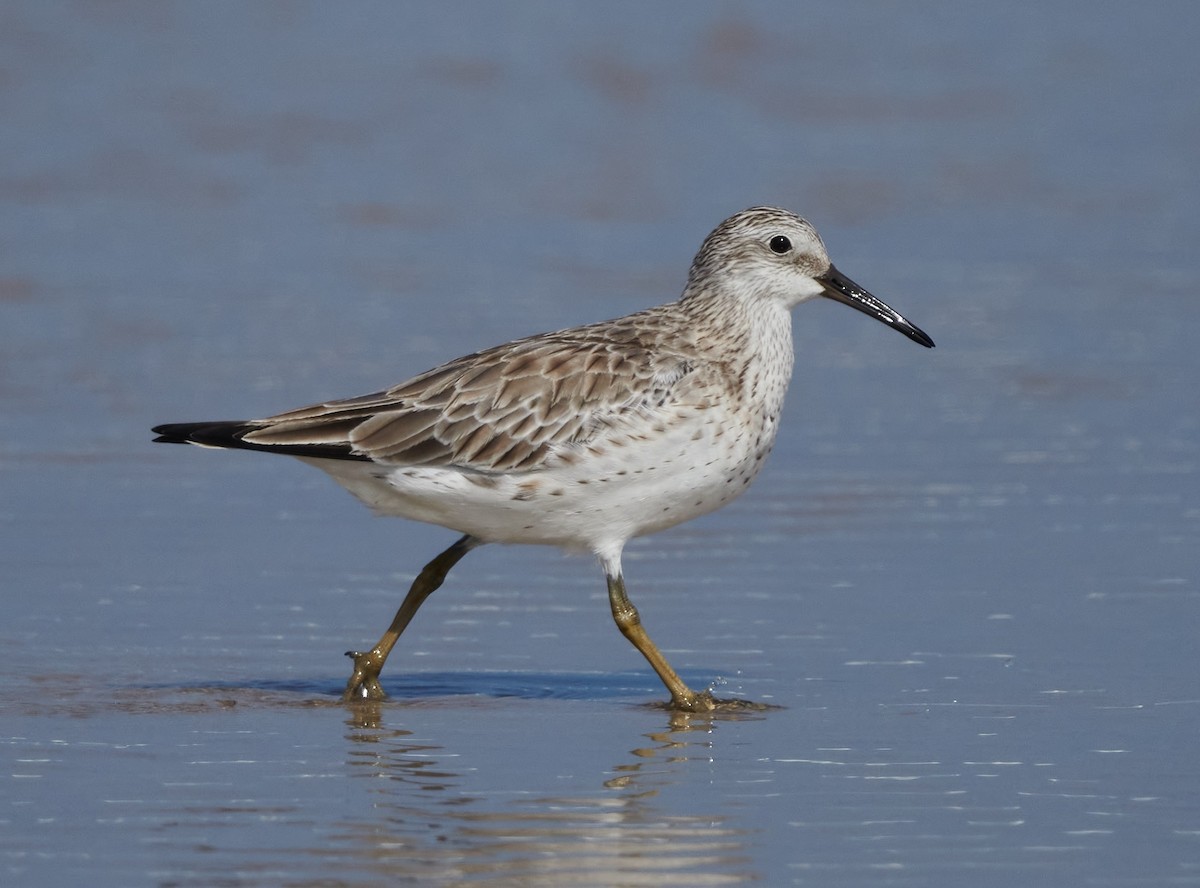 Great Knot - ML611392740