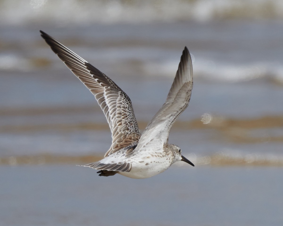 Great Knot - ML611392741