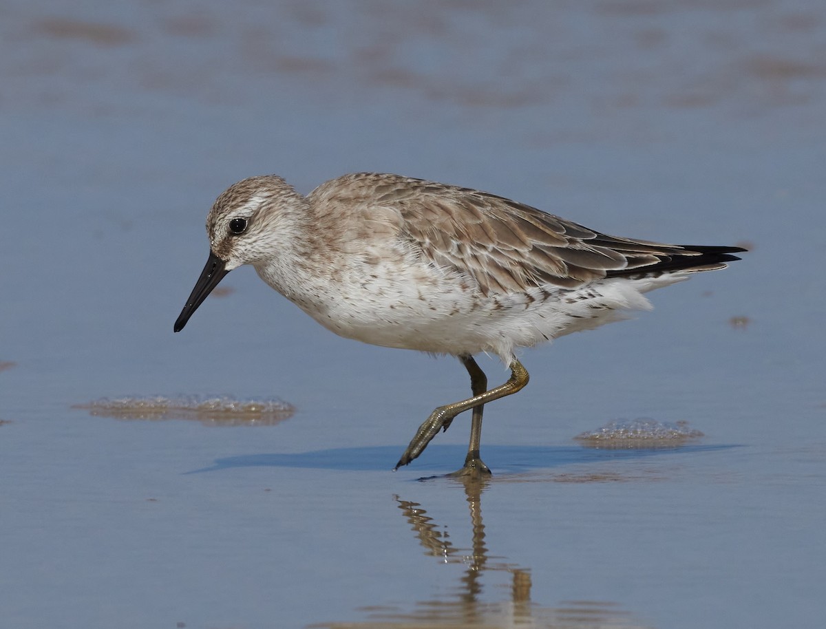 Red Knot - ML611392751