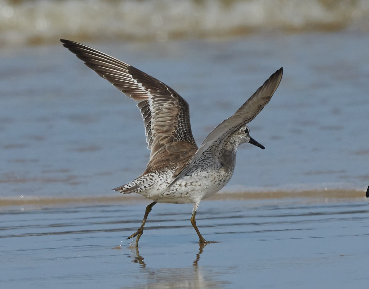Red Knot - ML611392752