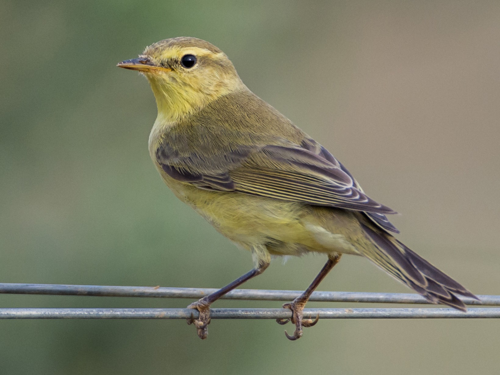 Willow Warbler - Fátima Garrido Ceacero