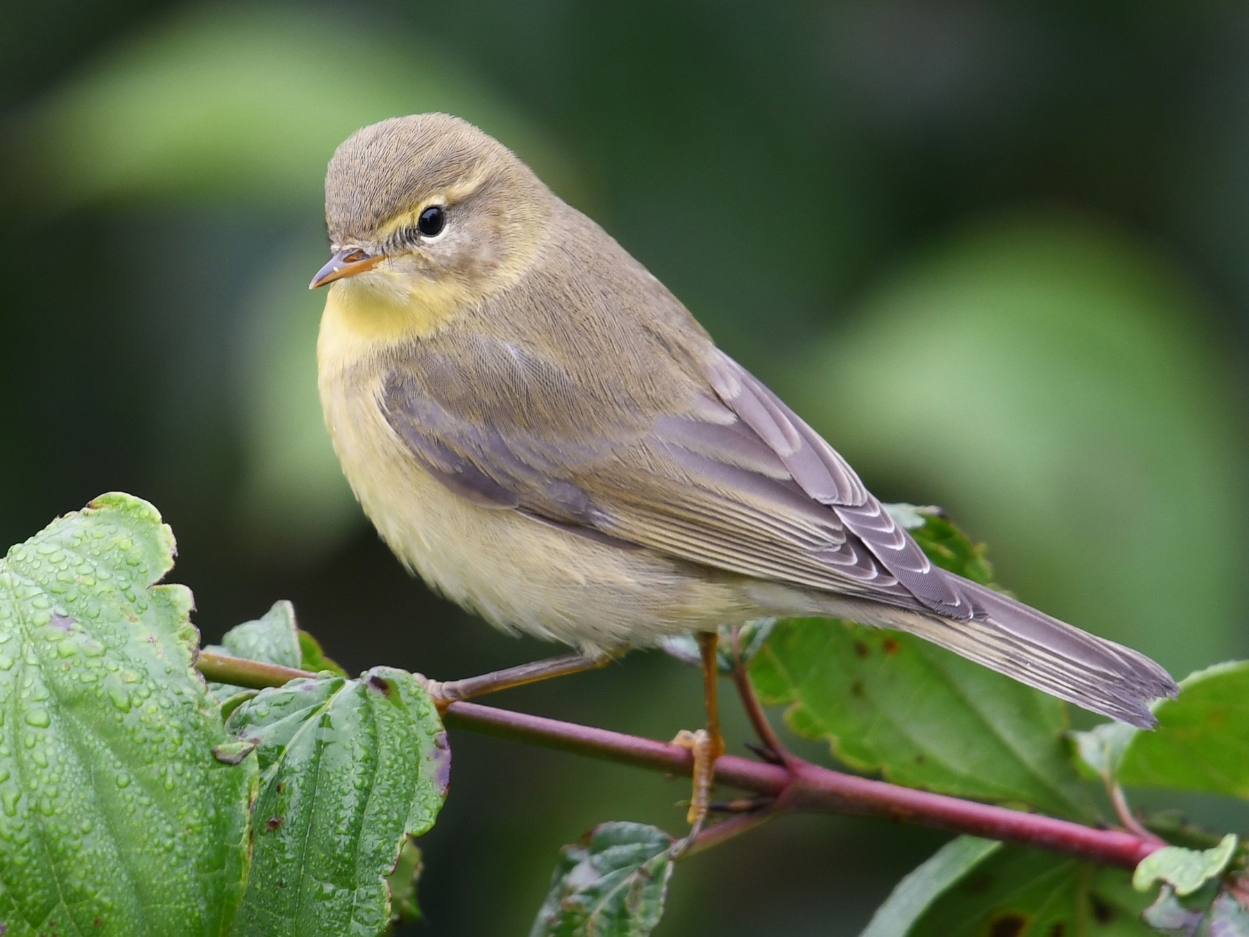 Willow Warbler - Andreas Deissner