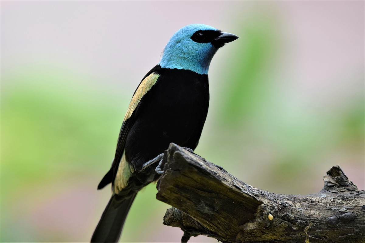 Blue-necked Tanager - ML611392938