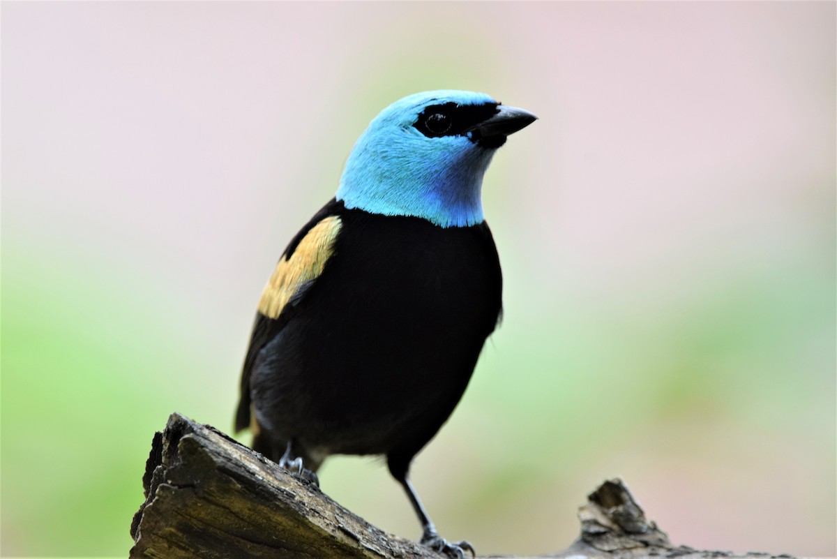 Blue-necked Tanager - ML611392939