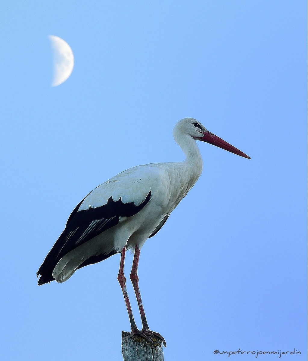 White Stork - Marian  Ramos Moreno