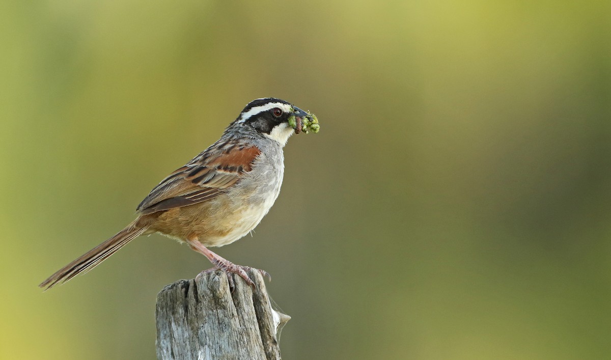 Stripe-headed Sparrow - Luke Seitz