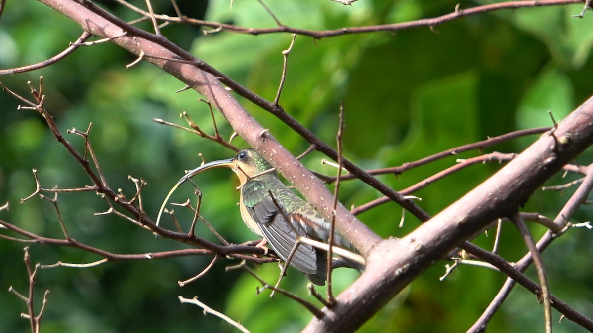 Краснохвостый колибри-отшельник - ML611393555