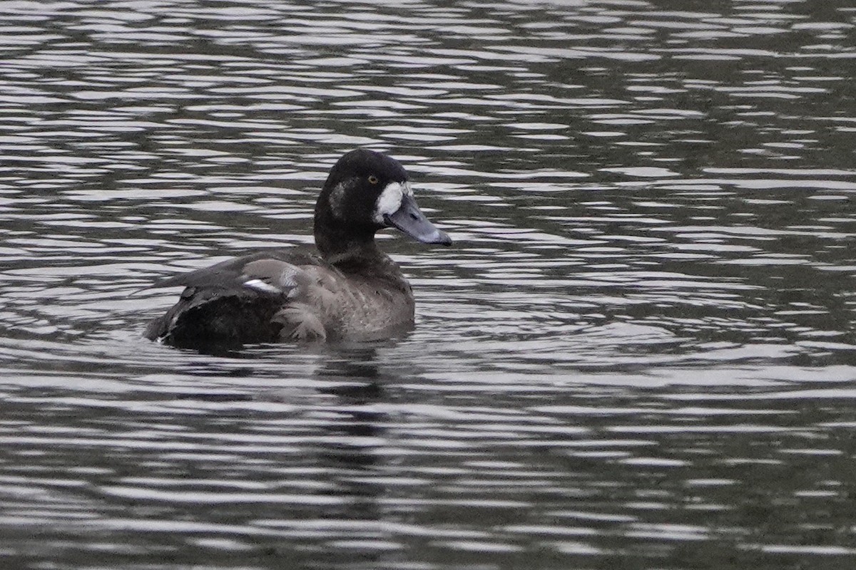 Greater Scaup - ML611393643