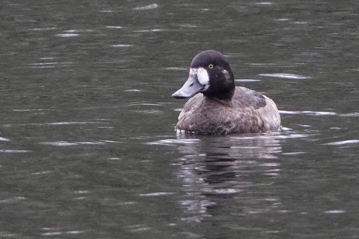 Greater Scaup - ML611393645