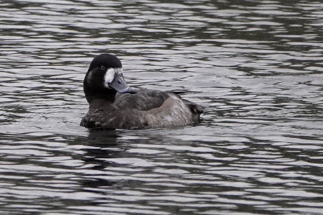 Greater Scaup - ML611393647