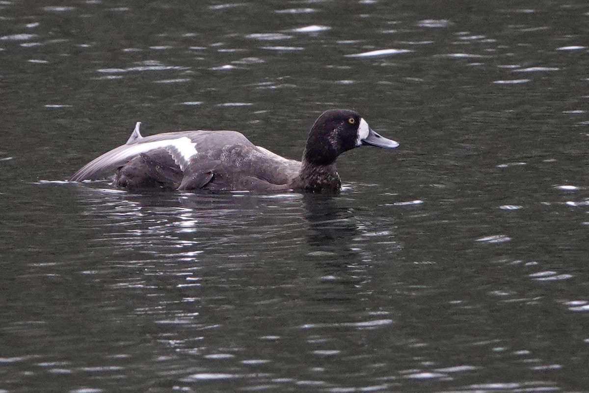 Greater Scaup - ML611393648