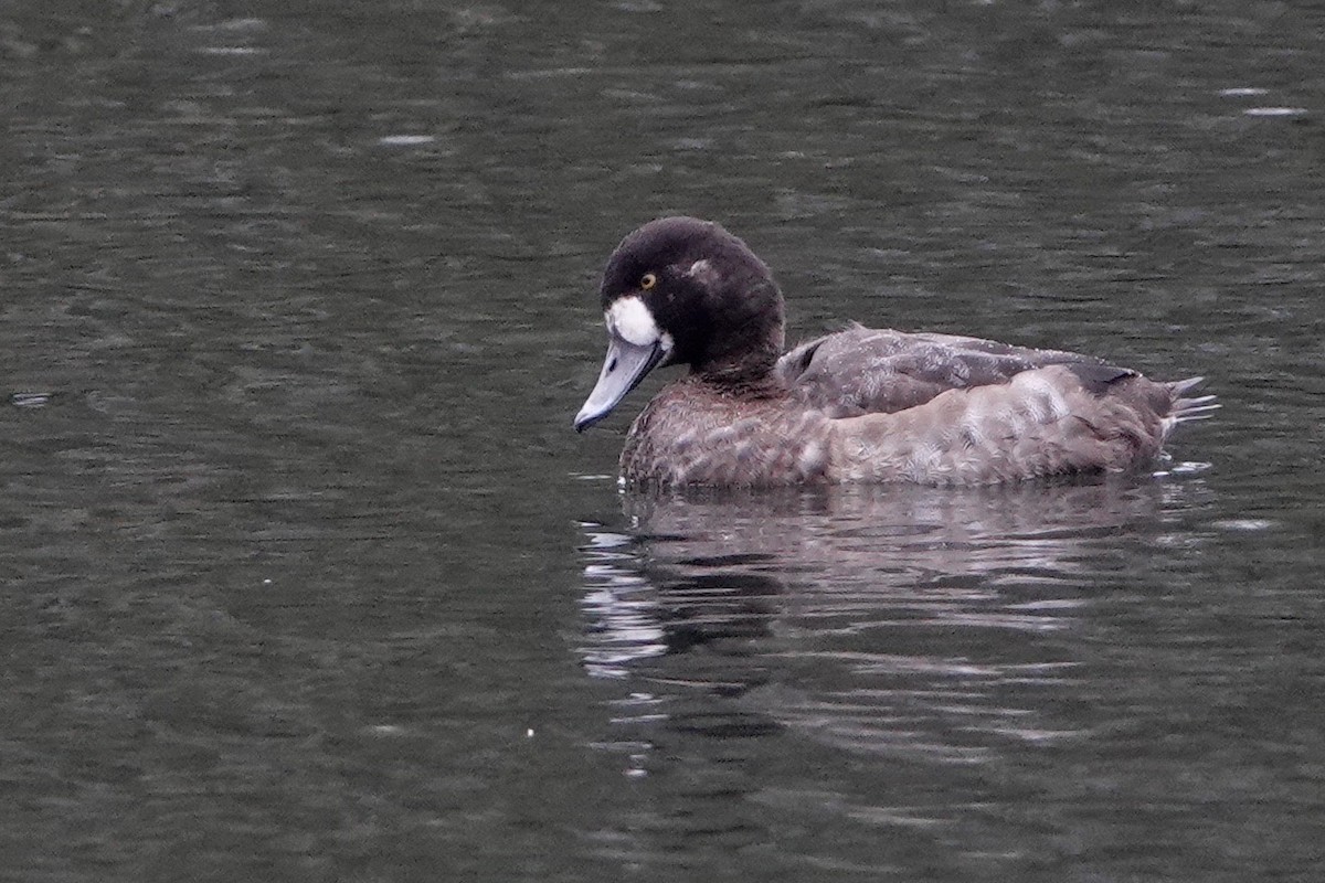 Greater Scaup - ML611393649