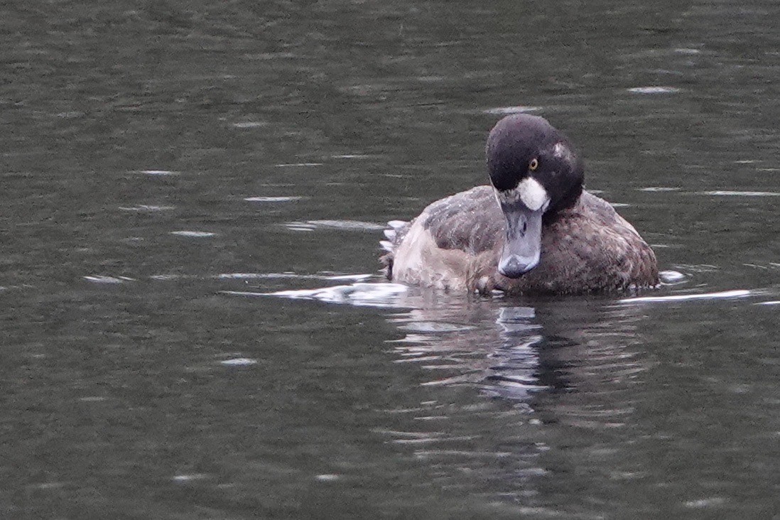 Greater Scaup - ML611393650