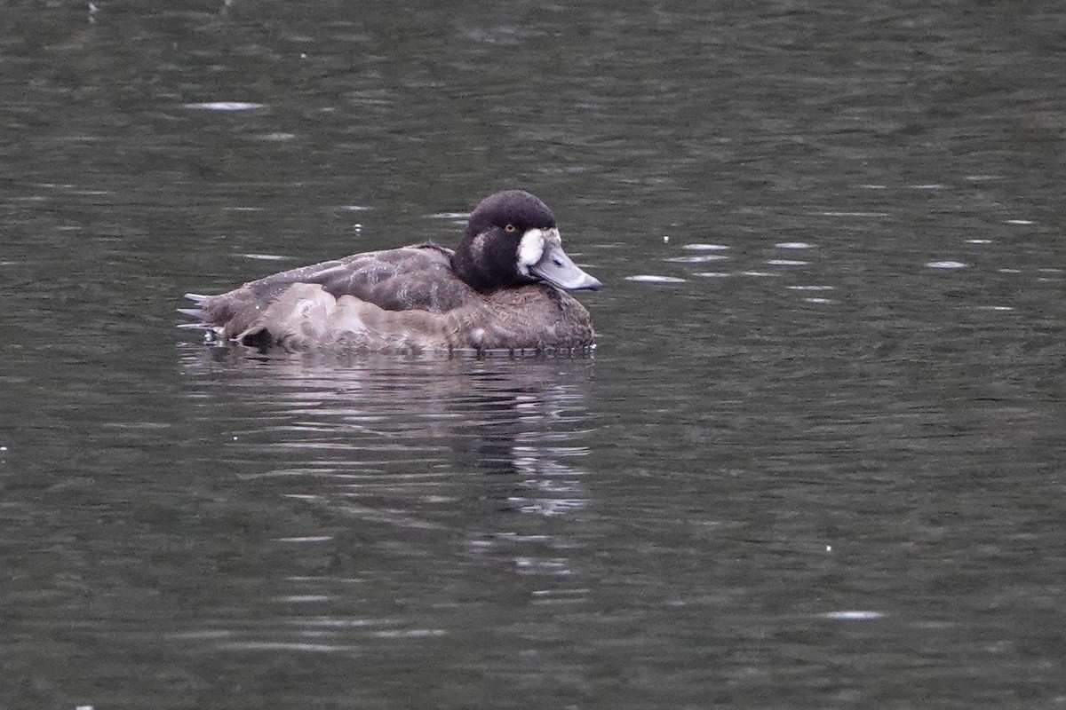 Greater Scaup - ML611393651