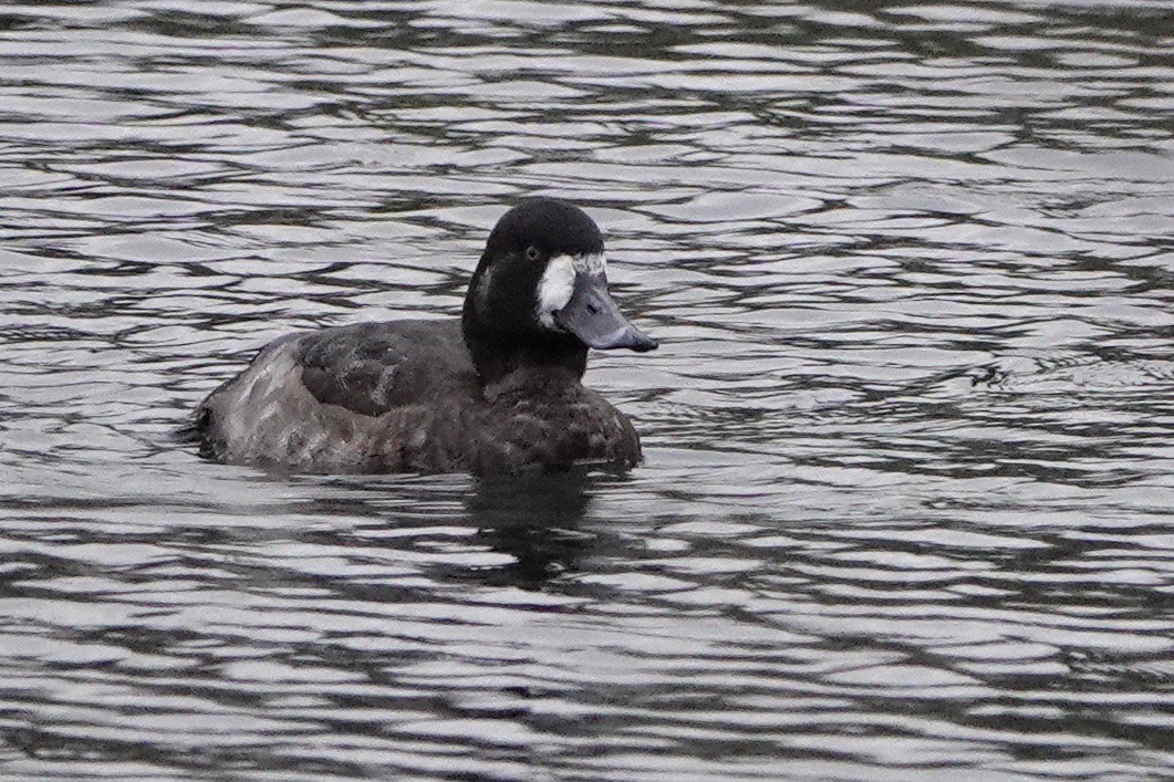 Greater Scaup - ML611393652