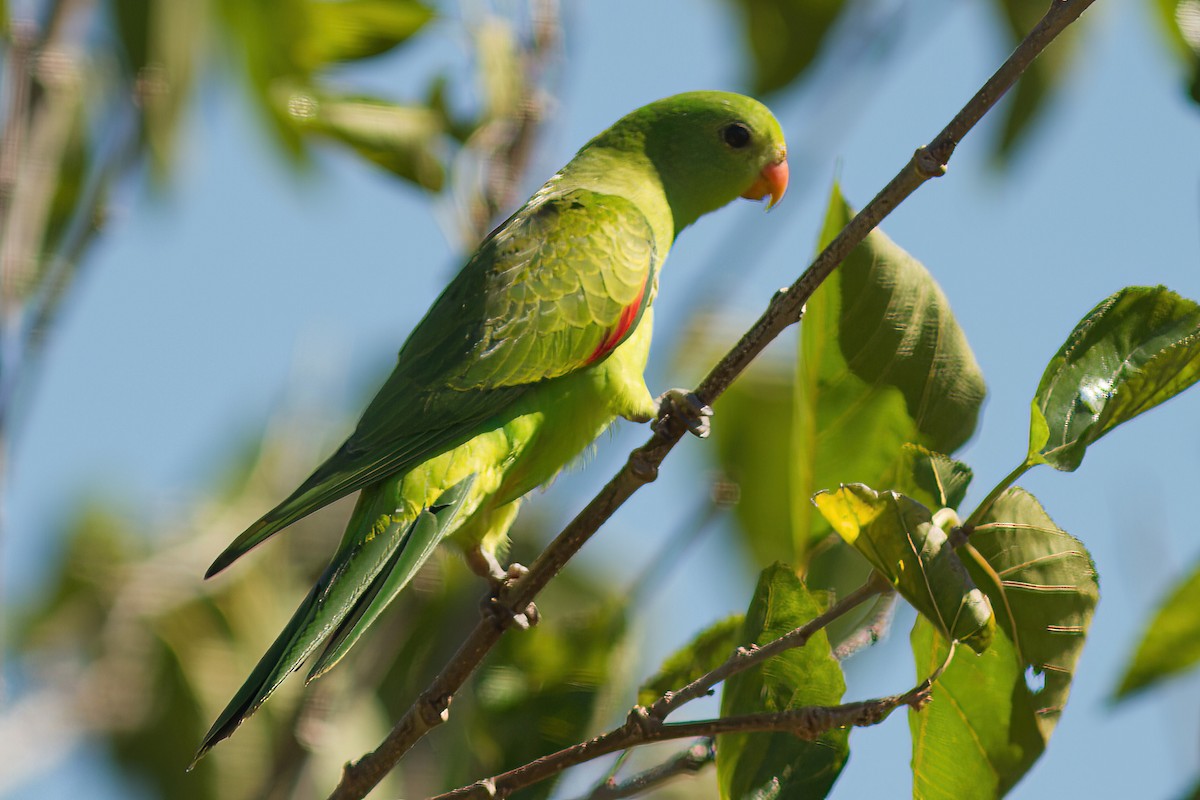 Red-winged Parrot - ML611394042