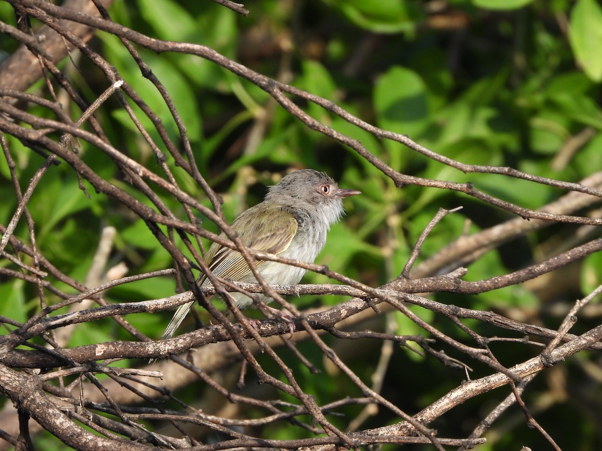 Pearly-vented Tody-Tyrant - ML611394101