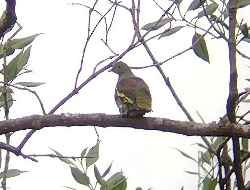 Thick-billed Green-Pigeon - ML611394147
