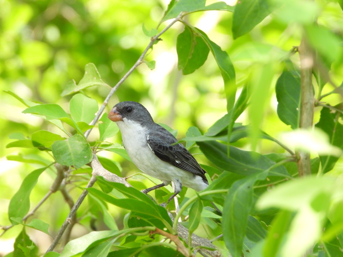 White-bellied Seedeater - ML611394162
