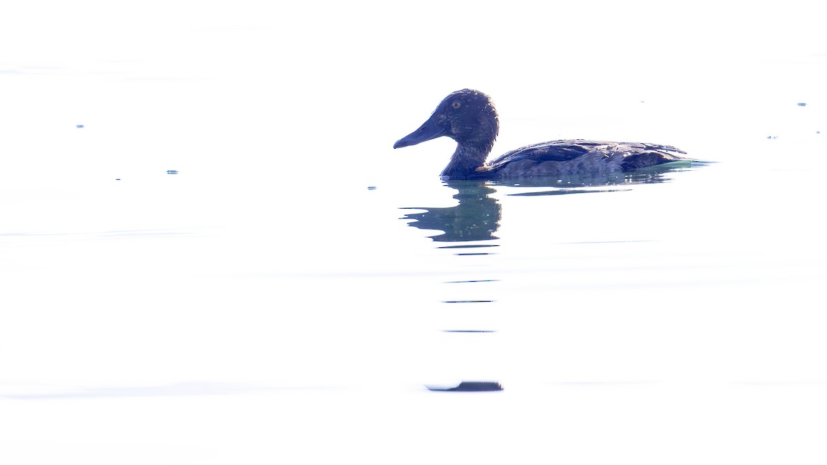 Greater Scaup - ML611394303