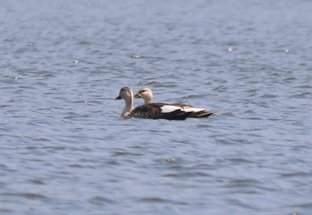 Indian Spot-billed Duck - ML611394534