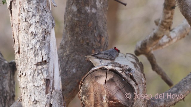 Pileated Finch - ML611394665