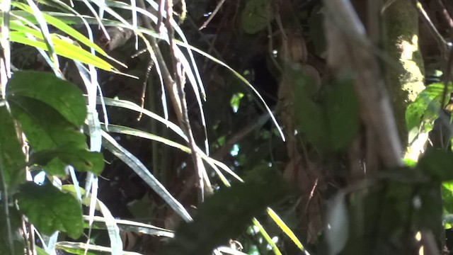 Weißschulter-Ameisenvogel - ML611394855