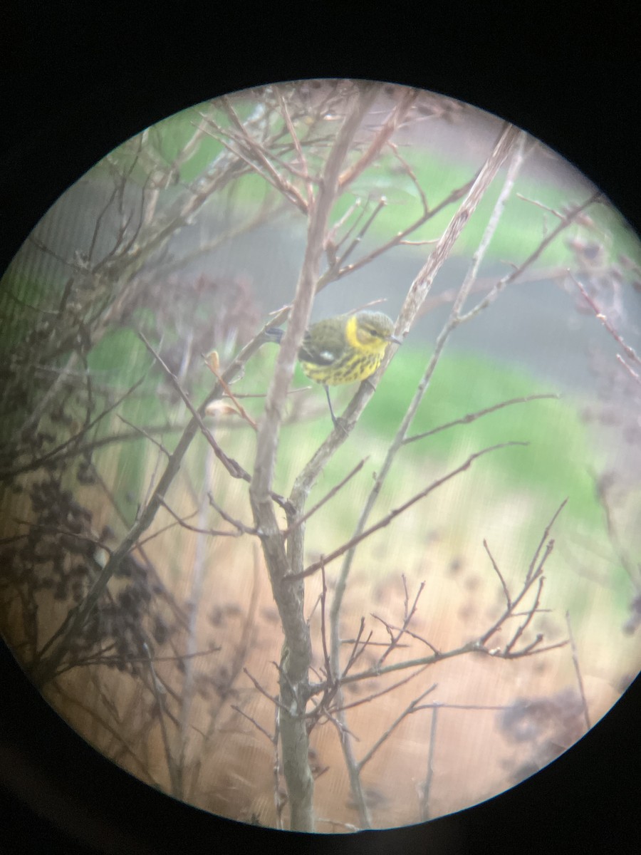 Cape May Warbler - ML611394872