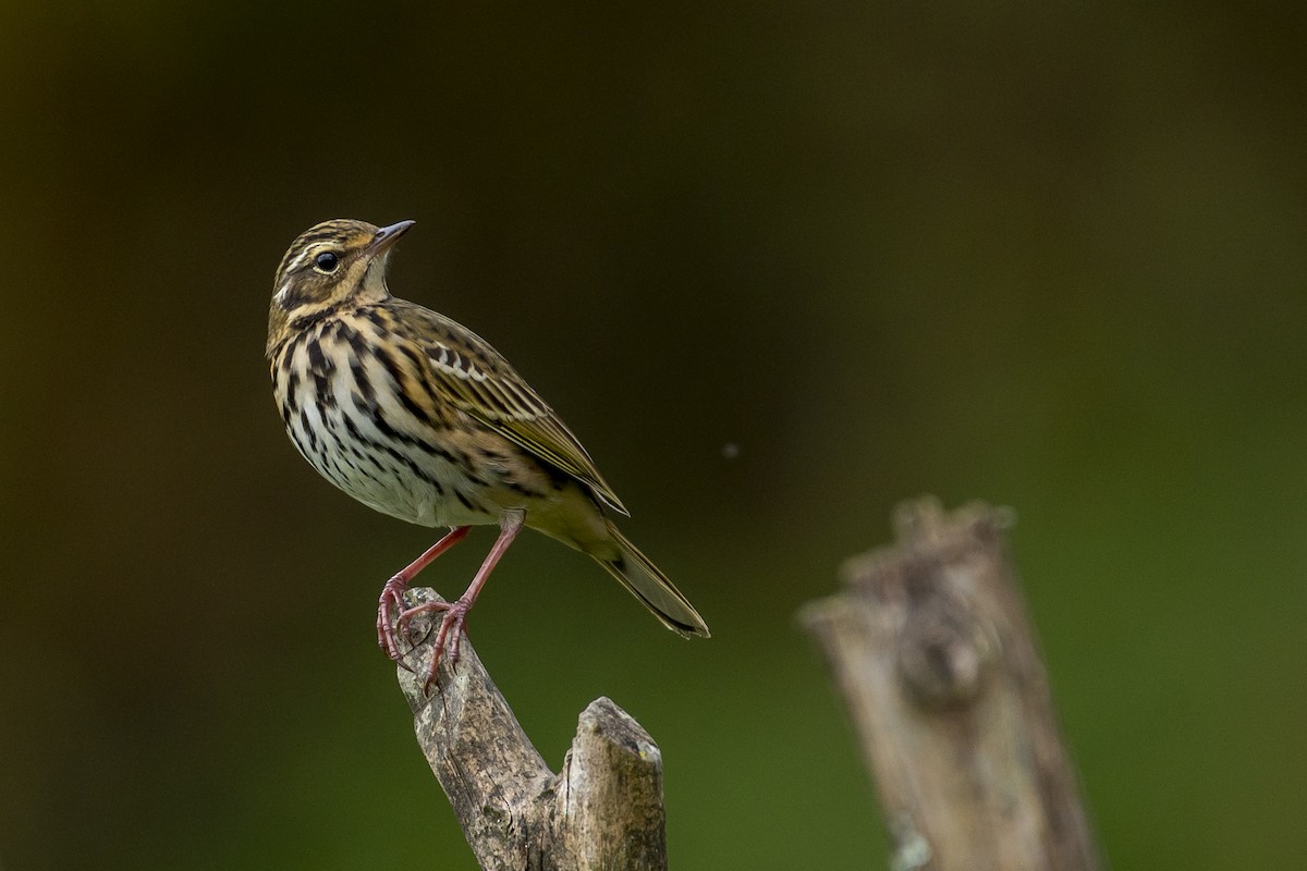 Olive-backed Pipit - ML611395056