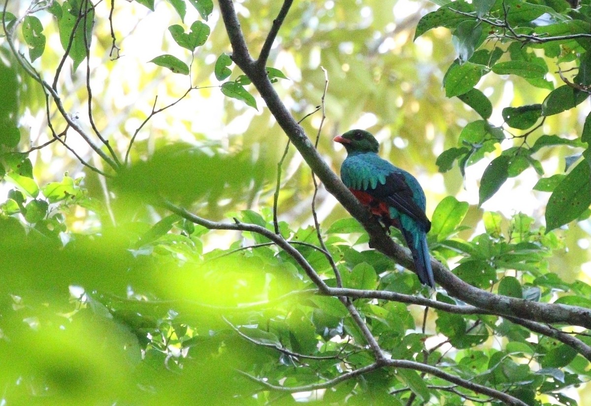 Quetzal pavonin - ML611395074