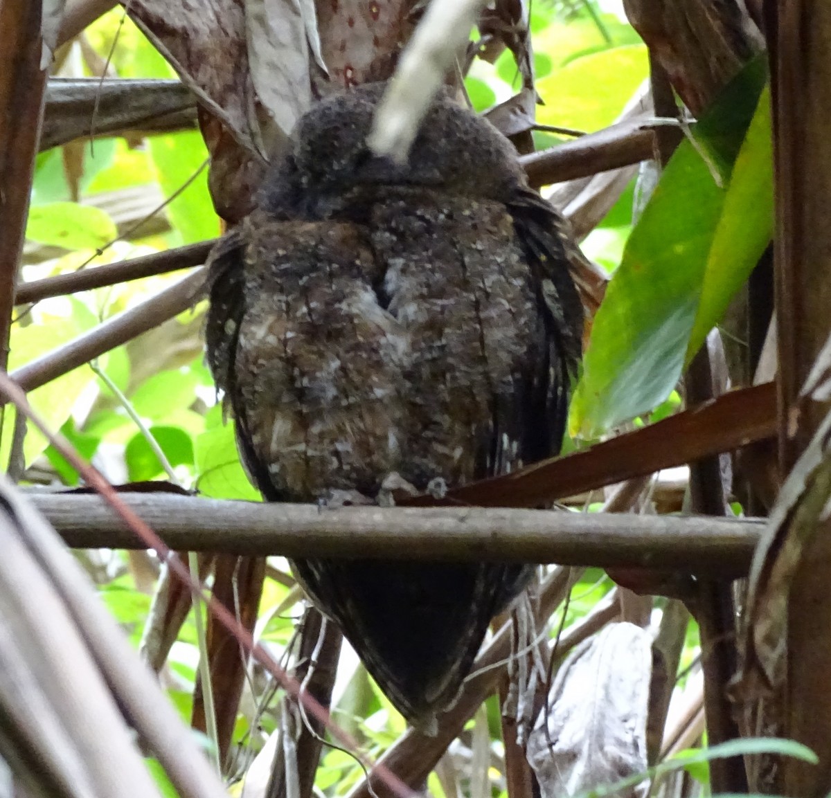 Madagascar Scops-Owl (Rainforest) - ML611395214