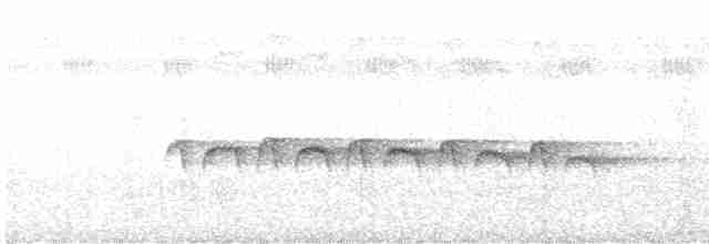 Weißband-Ameisenvogel - ML611395263